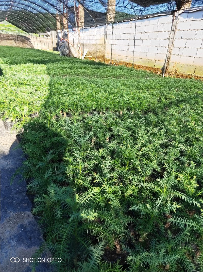 小澳洲杉澳洲杉小苗高20厘米福建漳州苗木基地直批