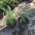 小澳洲杉澳洲杉小苗高20厘米福建漳州苗木基地直批