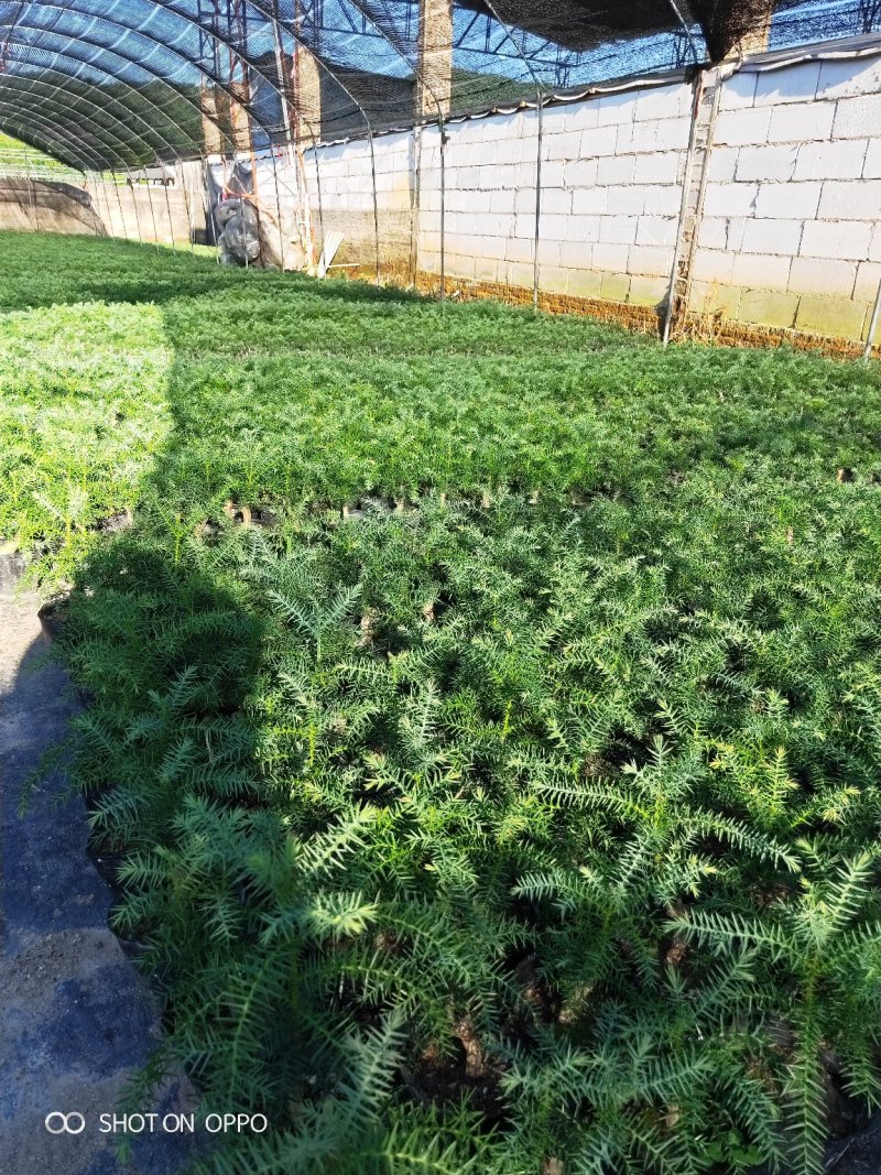 小澳洲杉澳洲杉小苗高20厘米福建漳州苗木基地直批