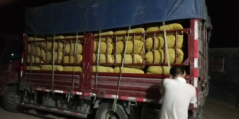 小白沙过筛挑选鲜花生
