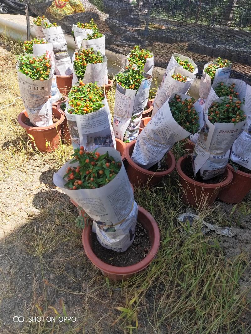 月季石榴高35到40厘米福建漳州花卉基地