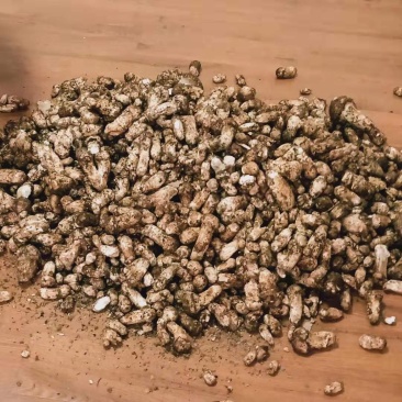 来自松茸之乡的雅江县鲜松茸