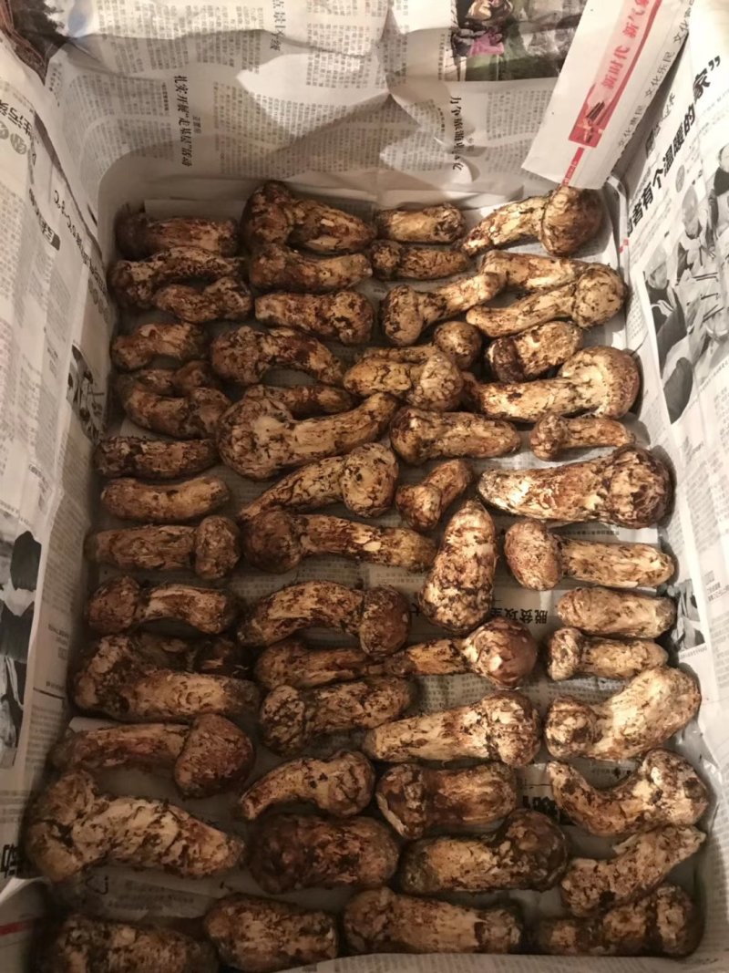 来自松茸之乡的雅江县鲜松茸