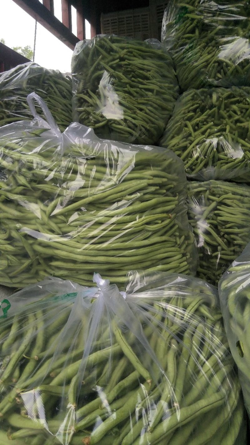 豆王，无丝豆大量上市中