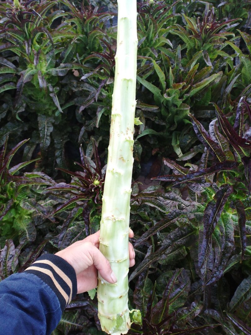 光杆莴笋