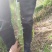 光杆莴笋