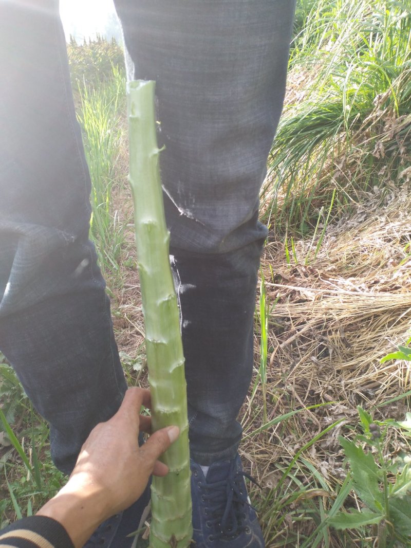 光杆莴笋