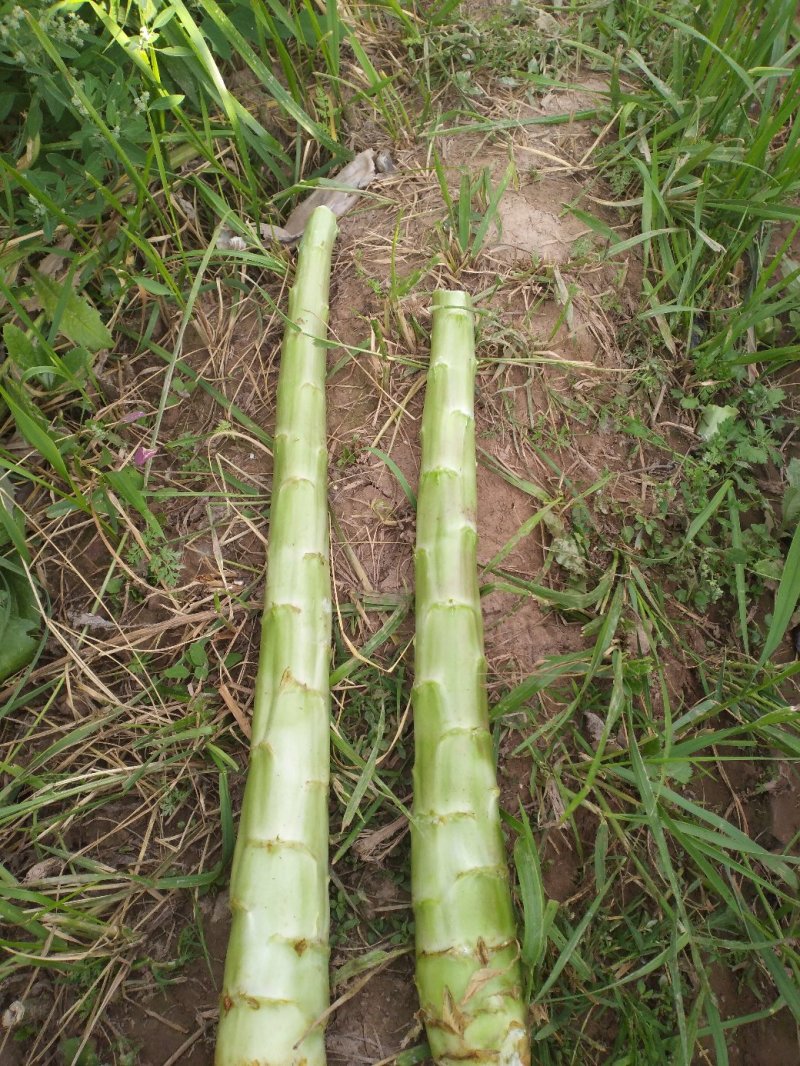 光杆莴笋