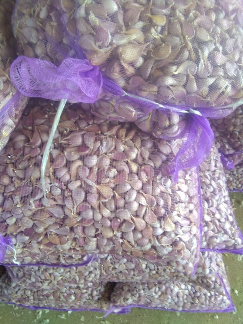 优质红根蒜苗种蒜，精品蒜米料，精品印尼蒜