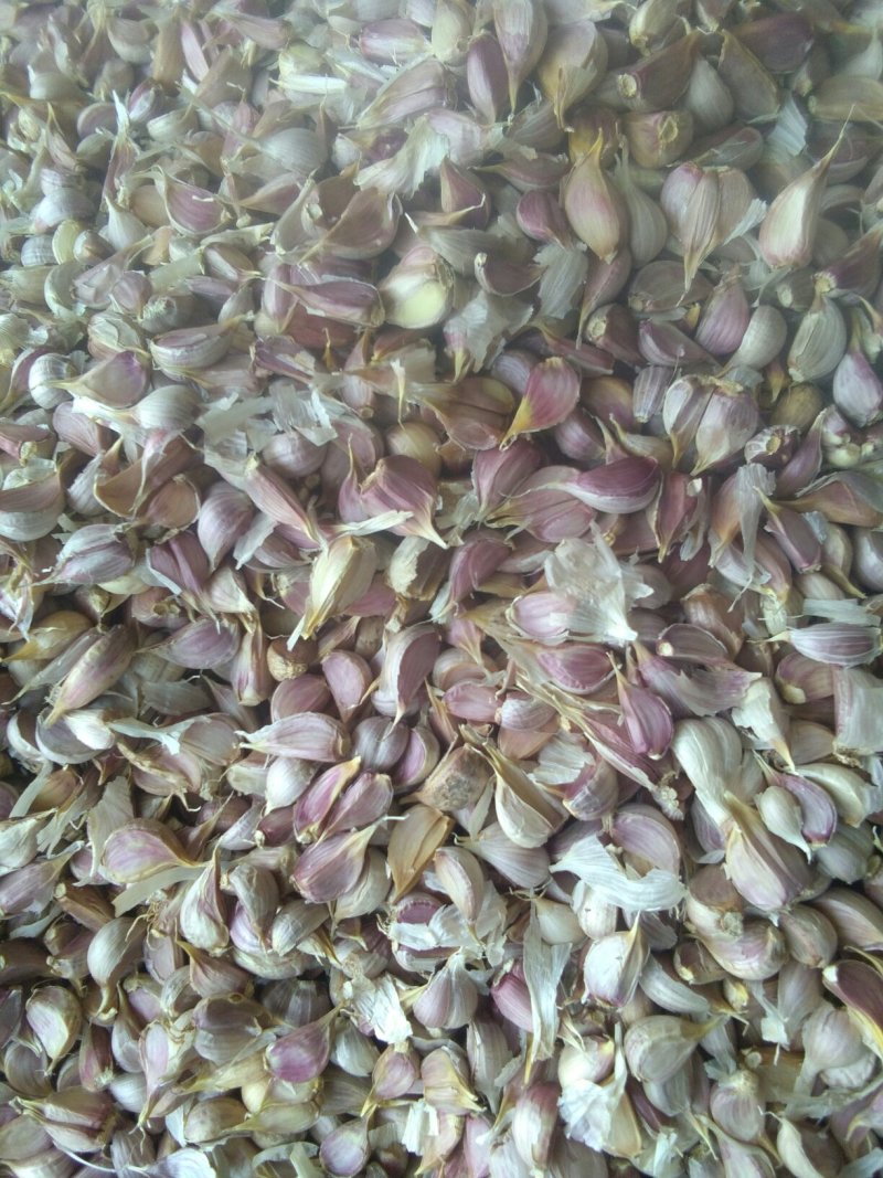 优质红根蒜苗种蒜，精品蒜米料，精品印尼蒜