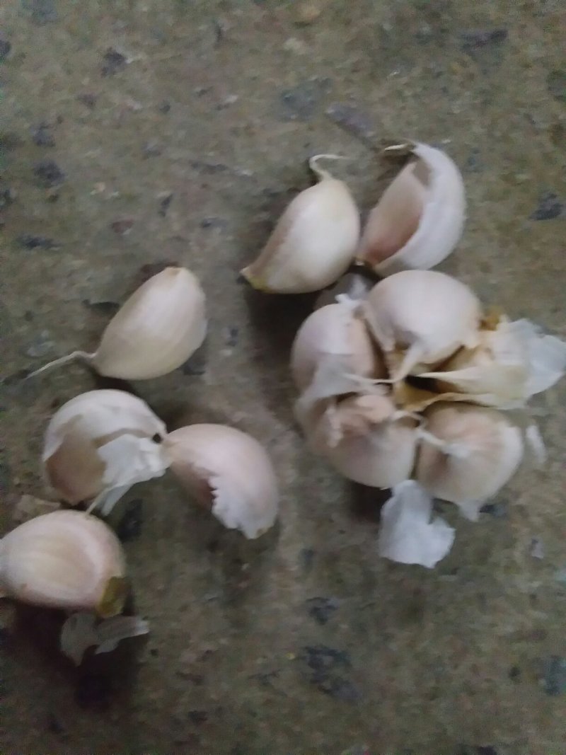 优质红根蒜苗种蒜，精品蒜米料，精品印尼蒜