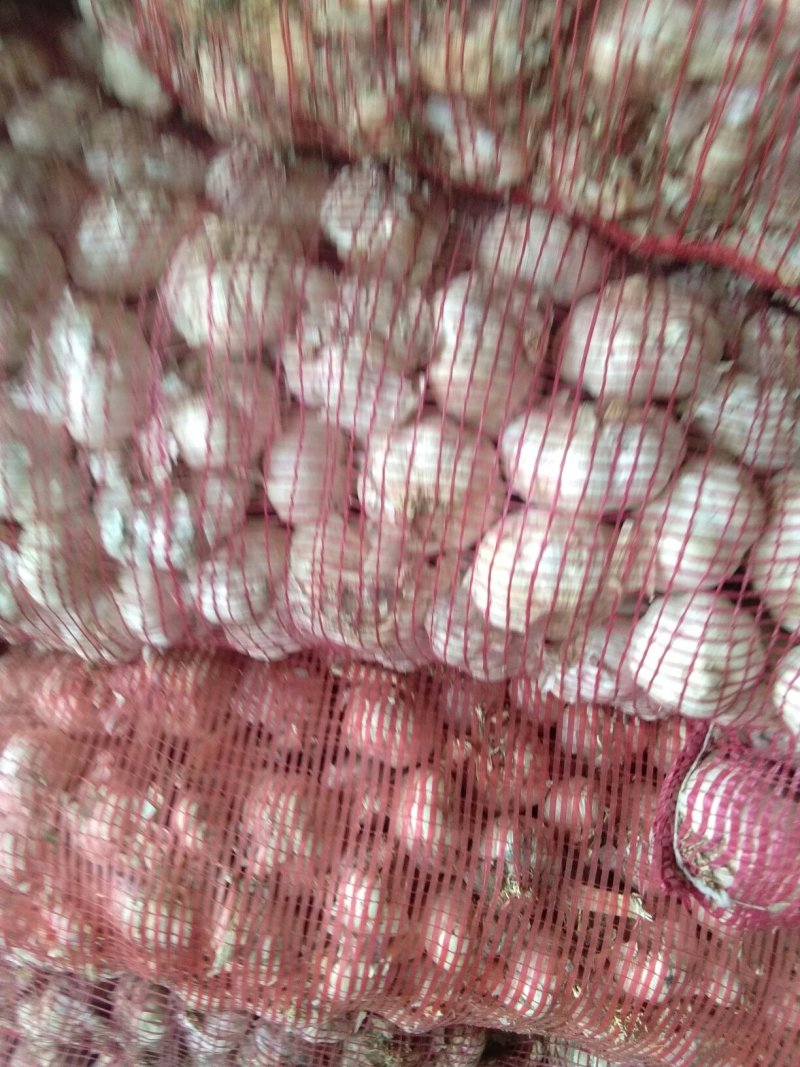 优质红根蒜苗种蒜，精品蒜米料，精品印尼蒜