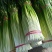 优质红根蒜苗种蒜，精品蒜米料，精品印尼蒜