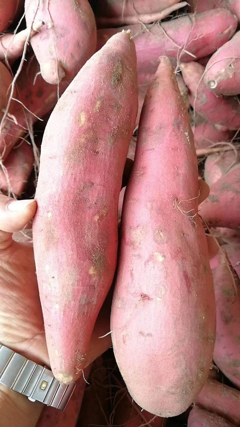 沙地红薯西瓜红红薯对接商超加工厂走市场一手货源