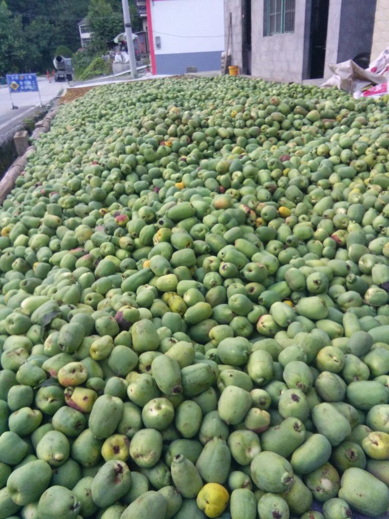 榔坪邹皮木瓜。鲜货大量上市。2I个每斤。包上车4元每斤。