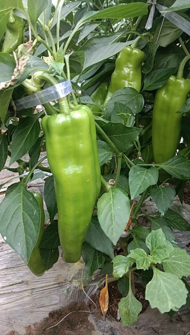 鲜辣椒
