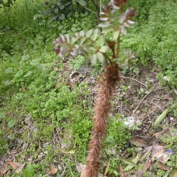 红老虎刺根