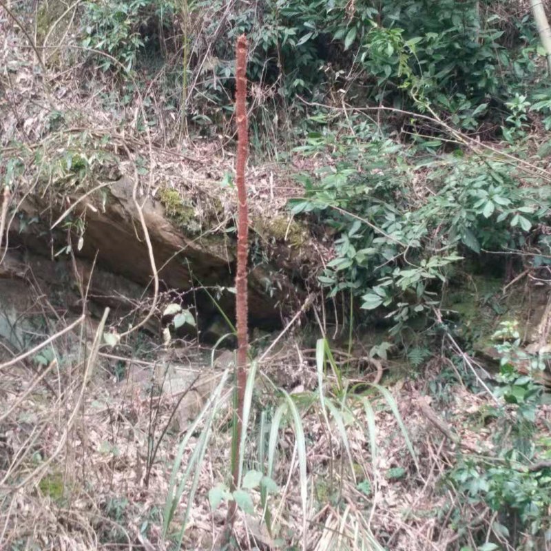 红老虎刺根