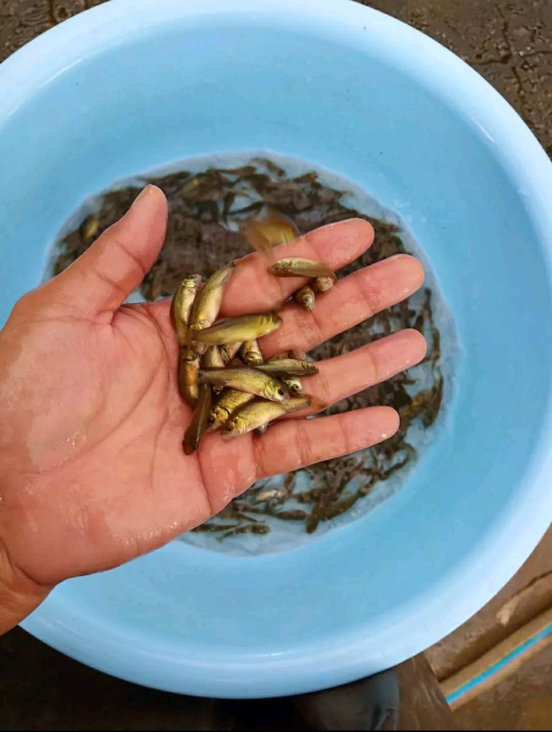 丁桂鱼苗批发岩鲤胭脂鳊鱼黄辣丁桂鱼苗子