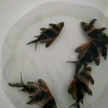 胭脂鱼苗批发鲫鱼丁桂鳕鱼鲈鱼胭脂等鱼苗