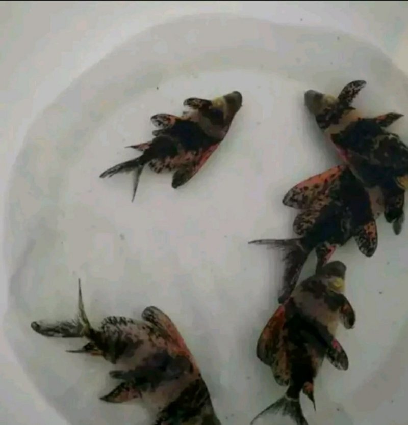 胭脂鱼苗批发鲫鱼丁桂鳕鱼鲈鱼胭脂等鱼苗