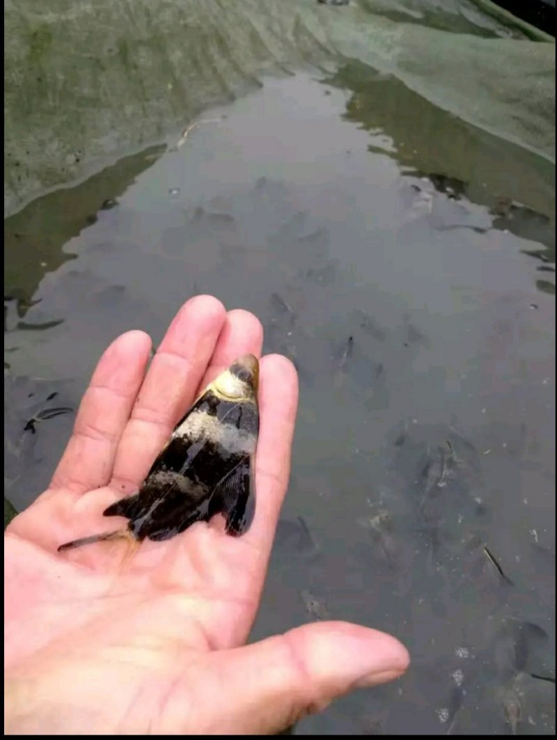 胭脂鱼苗批发鲫鱼丁桂鳕鱼鲈鱼胭脂等鱼苗