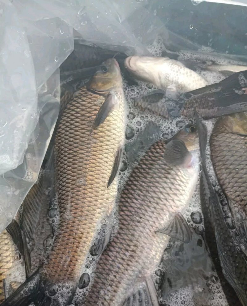胭脂鱼苗批发鲫鱼丁桂鳕鱼鲈鱼胭脂等鱼苗