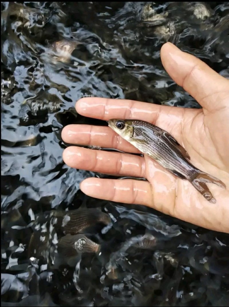 重庆翘壳鱼苗批发品质保证自家基地死苗包赔