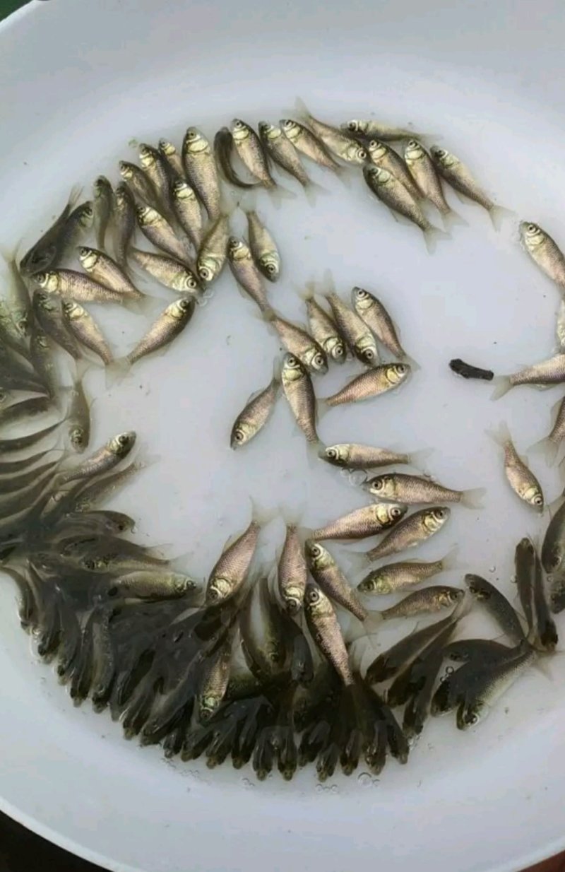 大量出售岩鲤苗品质保证诚信经营自家鱼场欢迎联系