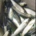 大量出售岩鲤苗品质保证诚信经营自家鱼场欢迎联系