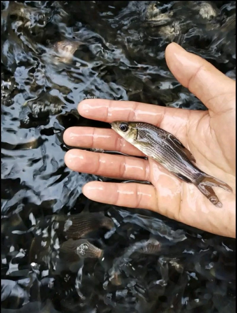 岩鲤苗子，出售各类规格鱼苗，特色鱼苗，基地直供，价格实惠