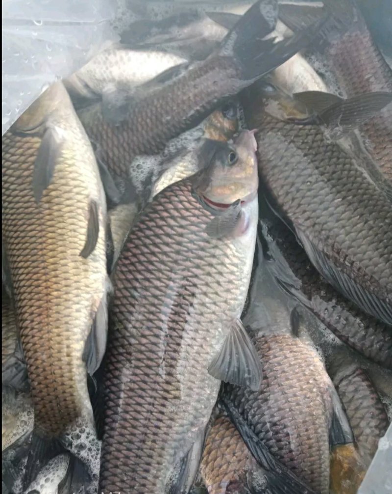 岩鲤苗子，出售各类规格鱼苗，特色鱼苗，基地直供，价格实惠