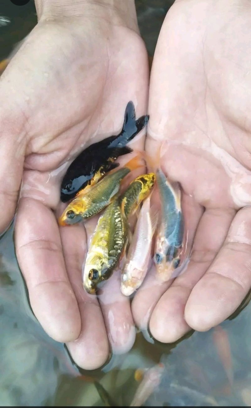 岩鲤苗子，出售各类规格鱼苗，特色鱼苗，基地直供，价格实惠
