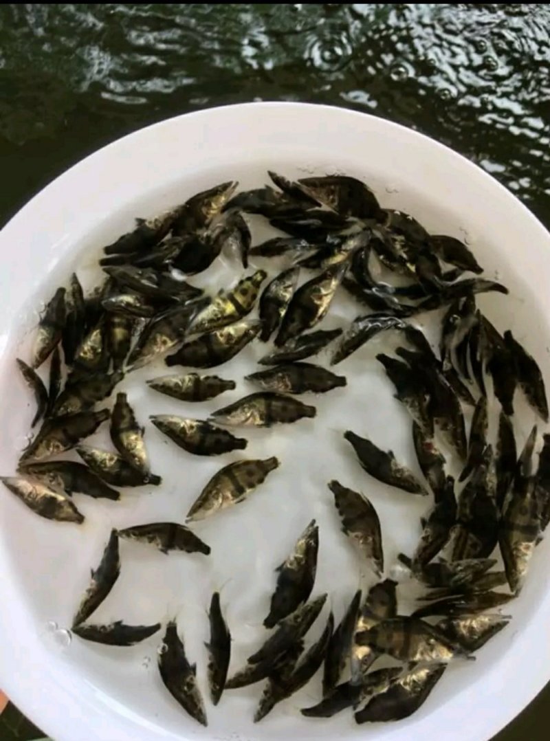 岩鲤苗子，出售各类规格鱼苗，特色鱼苗，基地直供，价格实惠