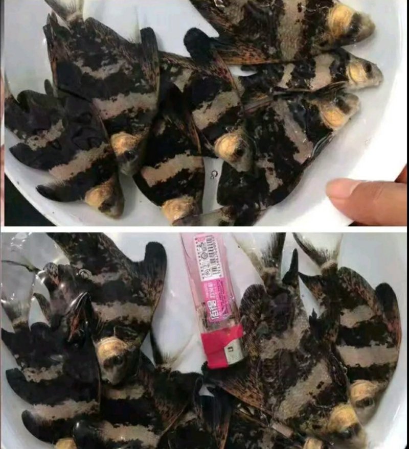 出售特色规格鱼苗，鱼塘直供，价格实惠，送货上门。