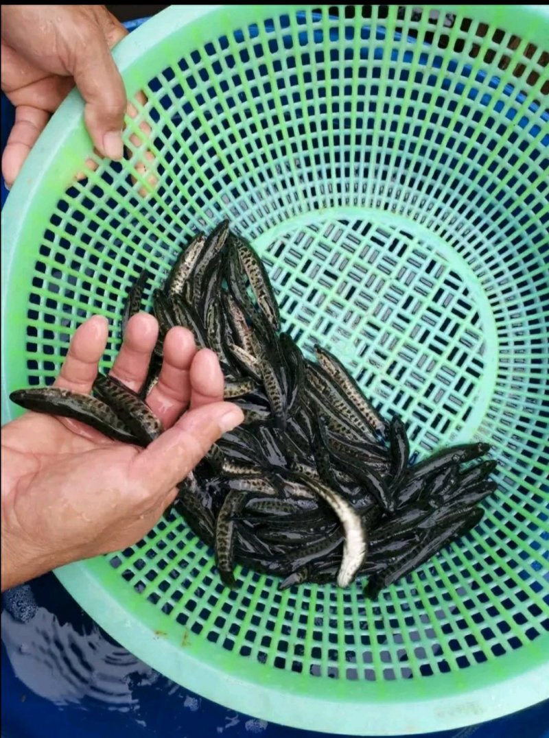 出售特色规格鱼苗，鱼塘直供，价格实惠，送货上门。