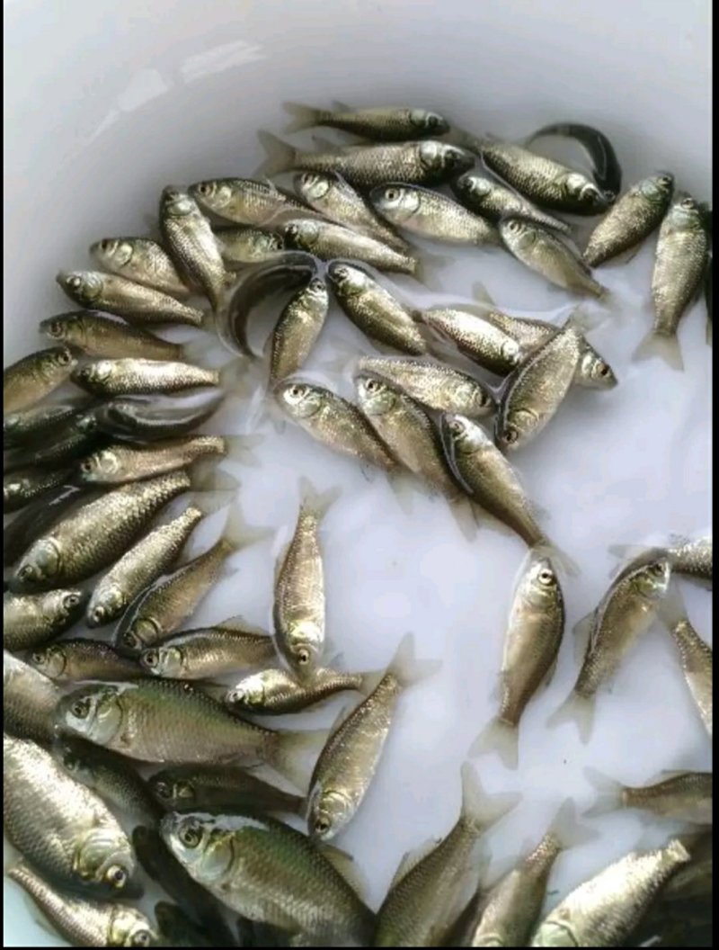 出售特色规格鱼苗，鱼塘直供，价格实惠，送货上门。