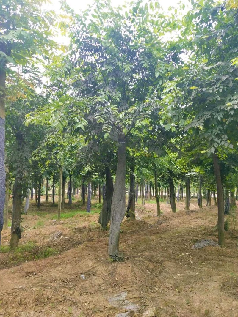 朴树统一截杆发帽苗圃直供批发指树挖树质量保证