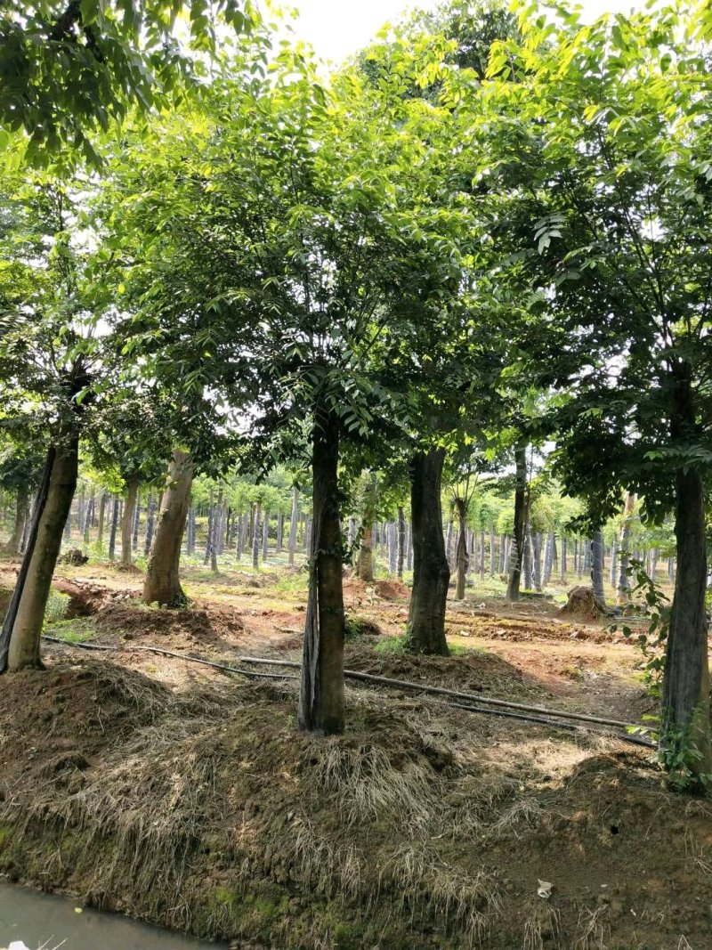 朴树统一截杆发帽苗圃直供批发指树挖树质量保证