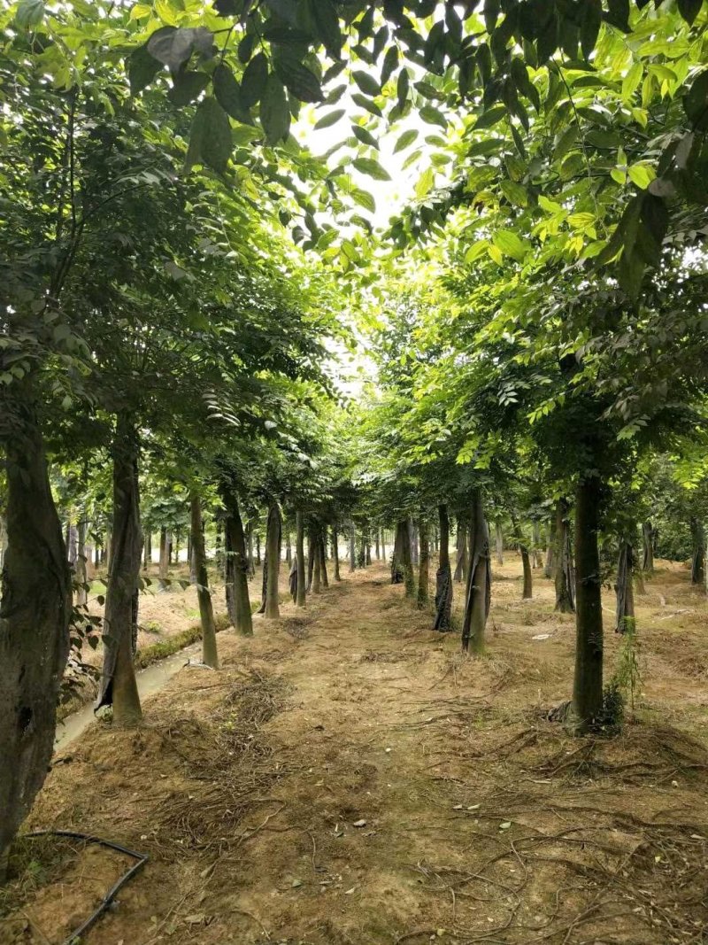 朴树统一截杆发帽苗圃直供批发指树挖树质量保证