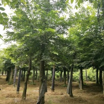 朴树统一截杆发帽苗圃直供批发指树挖树质量保证