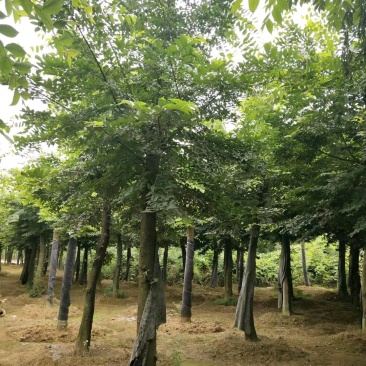 朴树统一截杆发帽苗圃直供批发指树挖树质量保证
