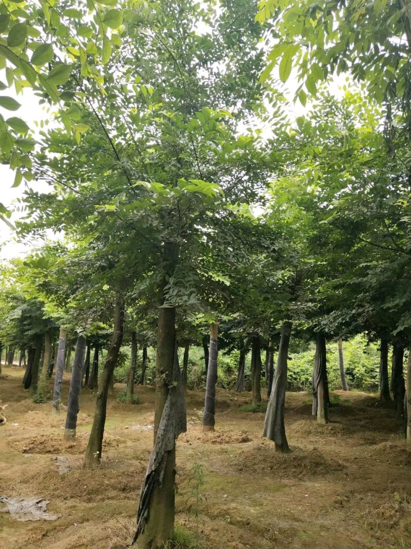 朴树统一截杆发帽苗圃直供批发指树挖树质量保证