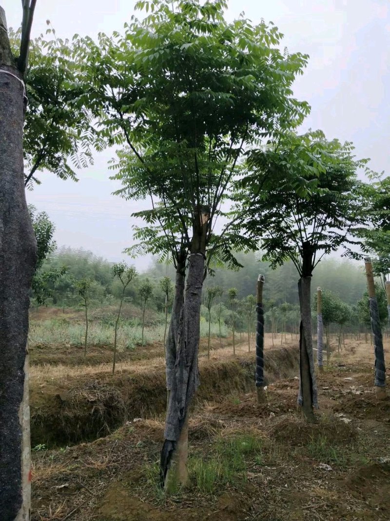 栾树黄山栾树指树挖树质量保证苗圃直供手续齐全