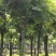 栾树黄山栾树指树挖树质量保证苗圃直供手续齐全