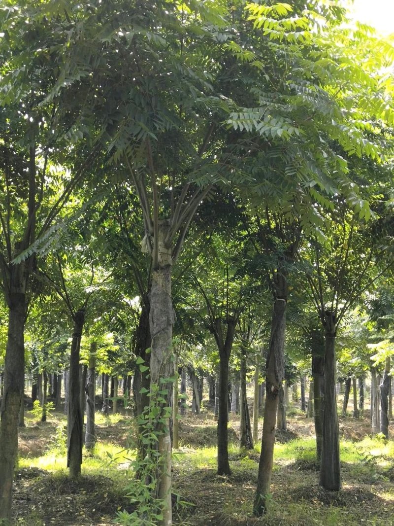 栾树黄山栾树指树挖树质量保证苗圃直供手续齐全