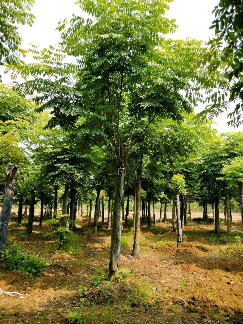 栾树黄山栾树指树挖树质量保证苗圃直供手续齐全