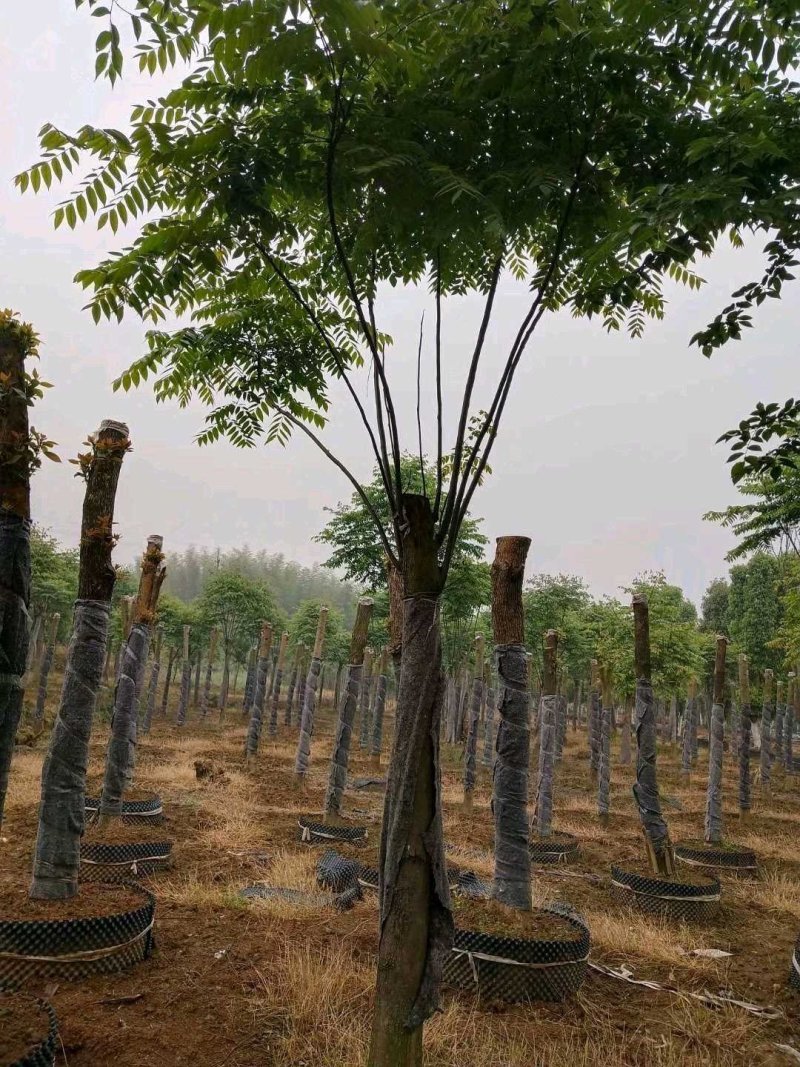 栾树黄山栾树指树挖树质量保证苗圃直供手续齐全