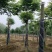 栾树黄山栾树指树挖树质量保证苗圃直供手续齐全