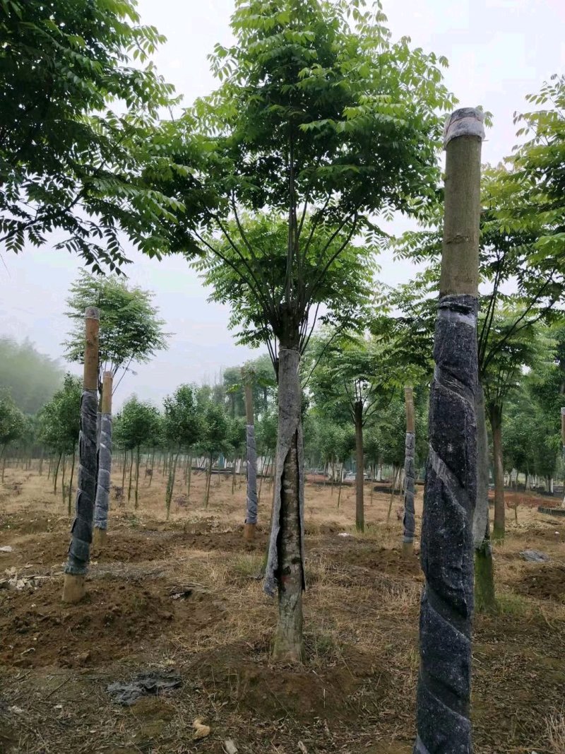 栾树黄山栾树指树挖树质量保证苗圃直供手续齐全